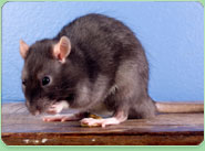 rat control Ely